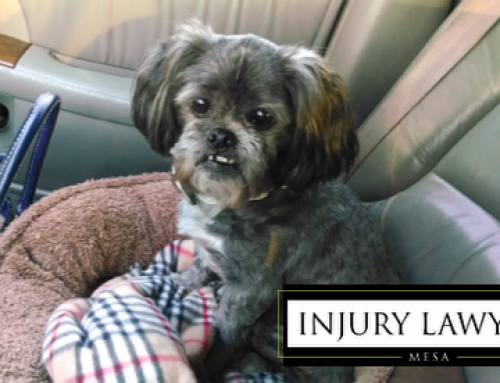 Pets Injured in Car Accidents