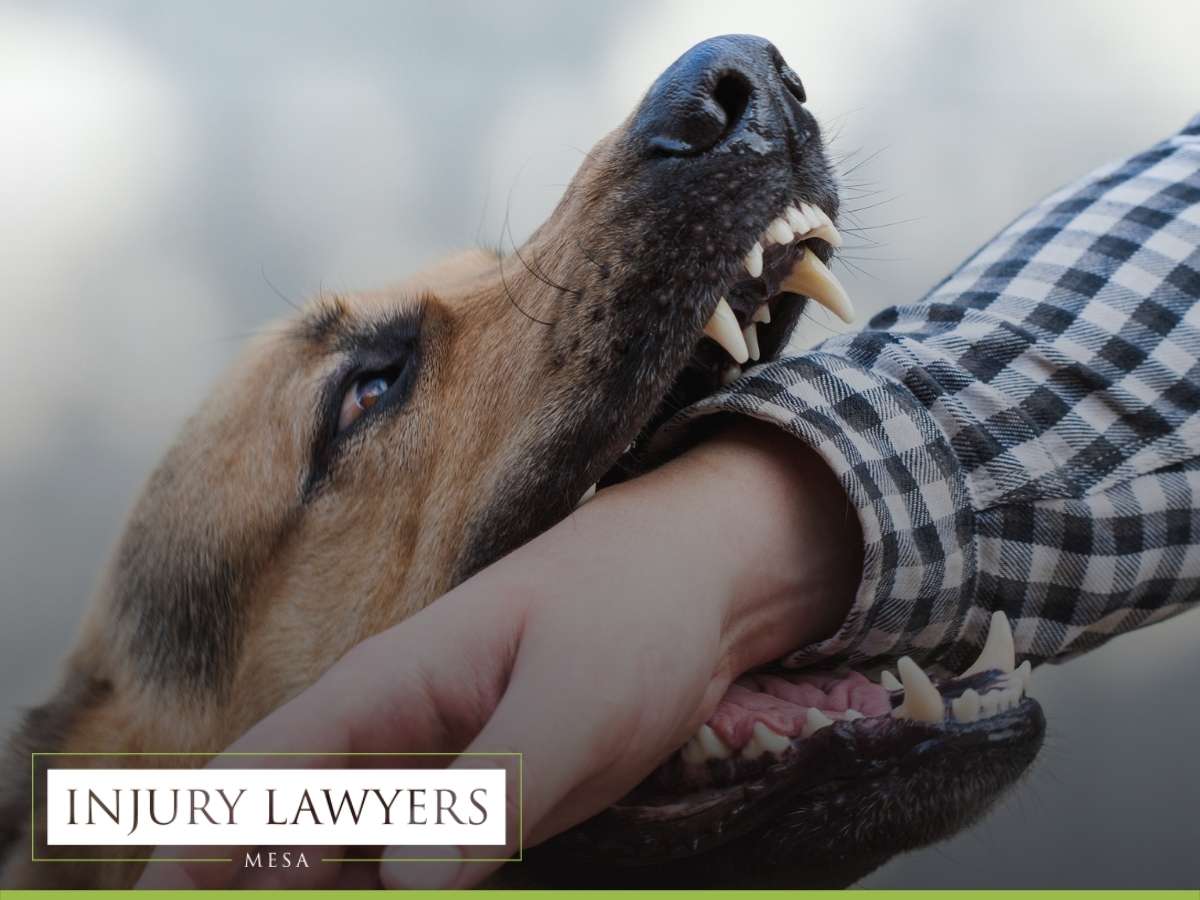 Arizona Dog Bite Injury Laws Explained In Mesa, AZ